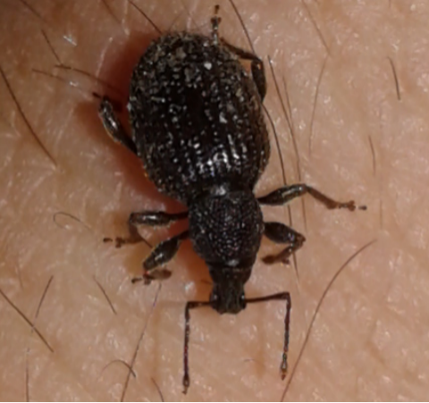 Curculionidae : Otiorhynchus rugosostriatus